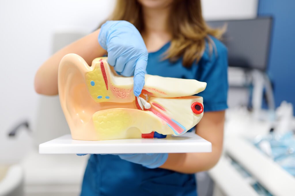 The otolaryngologist explains to the patient about his illness at the appointment. A professional ENT doctor demonstrates a model of the human ear.